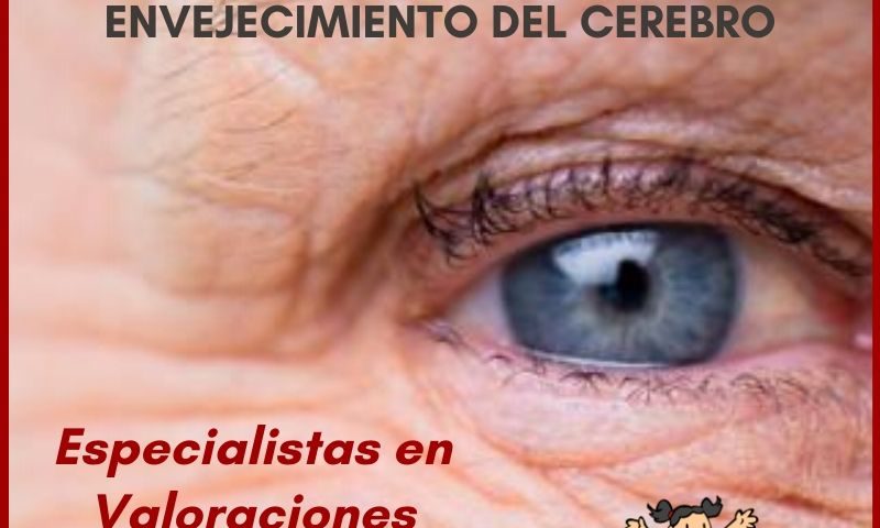 señales del inicio de envejecimiento del cerebro